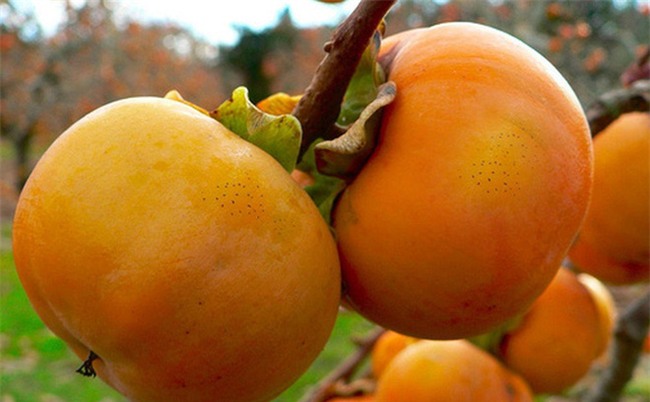 Lợi ích sức khỏe của quả hồng giòn