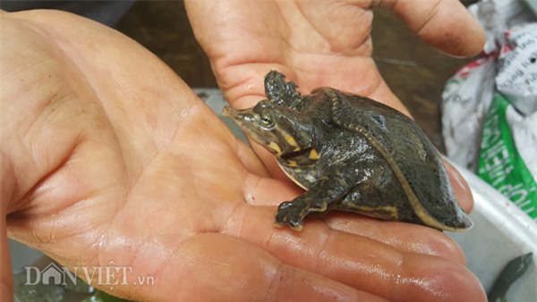 tỷ phú nông dân, nông dân