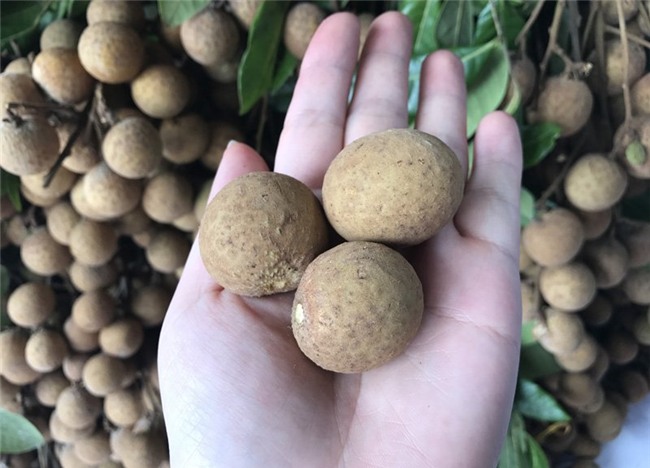 nhãn lồng hưng yên, nhãn lồng, cách phân biệt hoa quả chuẩn xịn