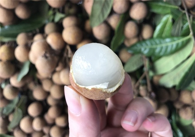 nhãn lồng hưng yên, nhãn lồng, cách phân biệt hoa quả chuẩn xịn