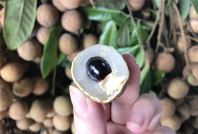 nhãn lồng hưng yên, nhãn lồng, cách phân biệt hoa quả chuẩn xịn