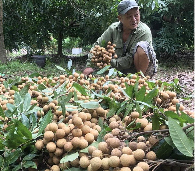 Người nông dân thu hoạch nhãn (Nguồn: Báo Lao Động)