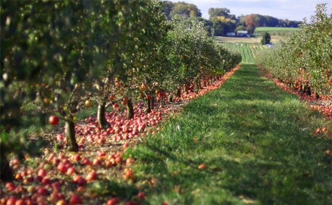 Táo thối rụng đầy vườn, trong khi người khác chỉ biết làm thức ăn cho lợn thì bà chủ nhỏ này lại có cách kiếm bộn tiền