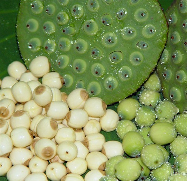 dieu tri huyet ap thap bang bai thuoc don gian - 1