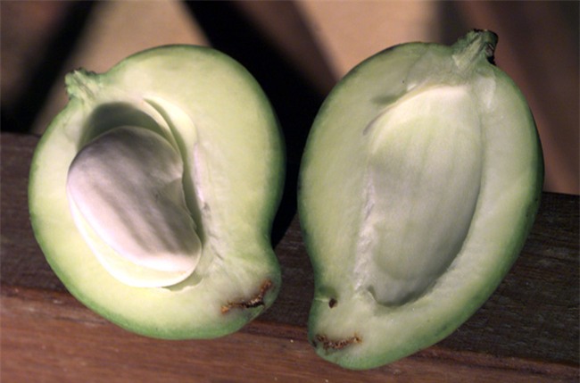 Những bài thuốc quý phòng chữa bệnh khó nói cho quý ông, ăn đều đặn hiệu quả rất tốt - Ảnh 3.