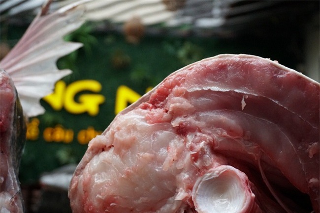 cá lăng, thủy quái, cá khủng