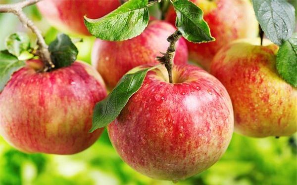 ung thư, ung thư ruột kết, ung thư vú, ung thư dạ dày, ung thư gan, hoa quả, trái cây chống ung thư