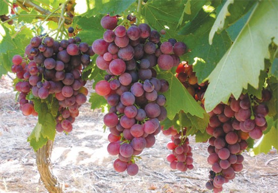 ung thư, ung thư ruột kết, ung thư vú, ung thư dạ dày, ung thư gan, hoa quả, trái cây chống ung thư