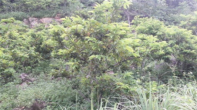 hoc da hoa goc na, nong dan hoa binh kiem bon tien tren nui da hinh anh 1