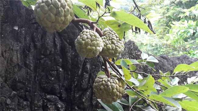 hoc da hoa goc na, nong dan hoa binh kiem bon tien tren nui da hinh anh 2