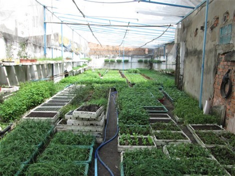 bỏ phố về quê, tỷ phú nông dân, nông dân, rau sạch