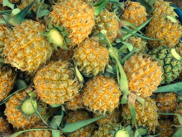 xuat hien dua mini thai lan 70 nghin/kg thom lung ngot lim xon xao sai gon - 7