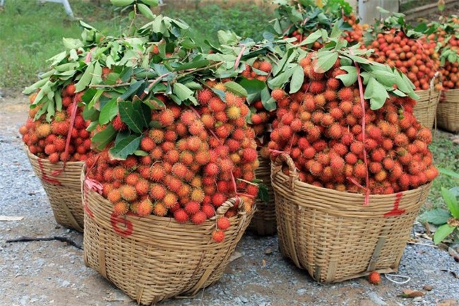 chôm chôm, giải cứu nông sản, nông sản giảm giá, nông sản việt nam,thương lái trung quốc dừng mua