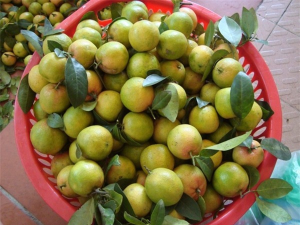 chanh-dao-ngam-mat-ong-giam-can-blogtamsuvn1