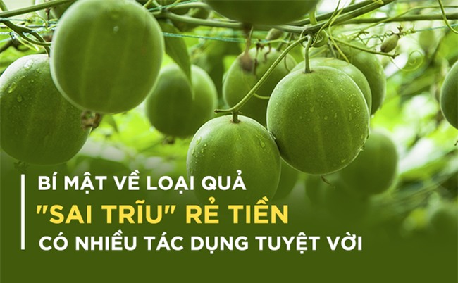 Bí mật về một loại trà 