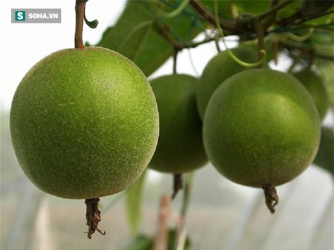 Bí mật về một loại trà vỉa hè rẻ tiền có rất nhiều công dụng tuyệt vời cho sức khỏe - Ảnh 4.