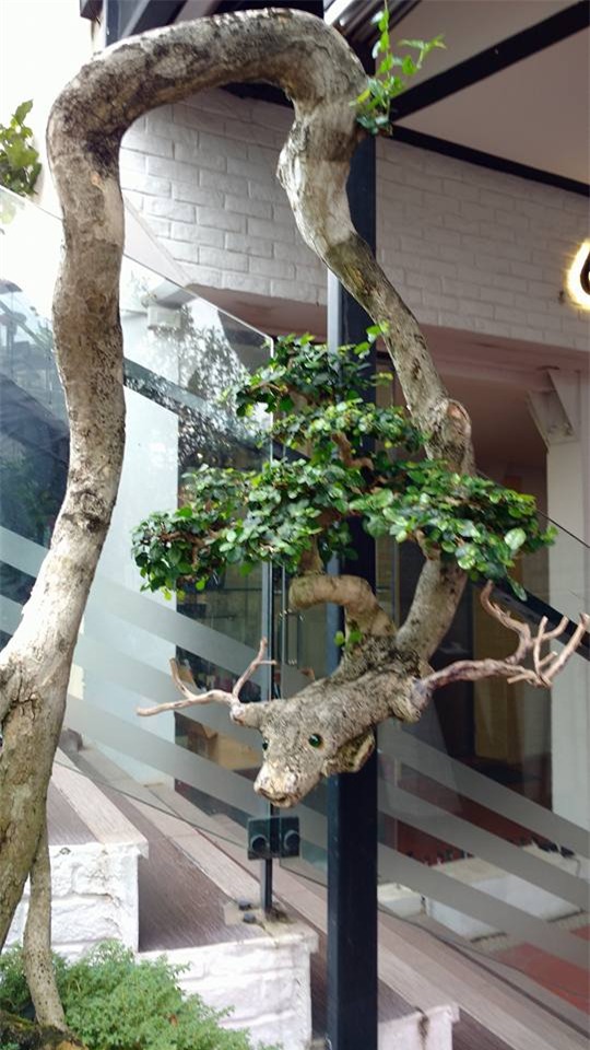 soc: cay oi quy duoc cho la 300 nam tuoi, 1 ty dong khong mua duoc hinh anh 10