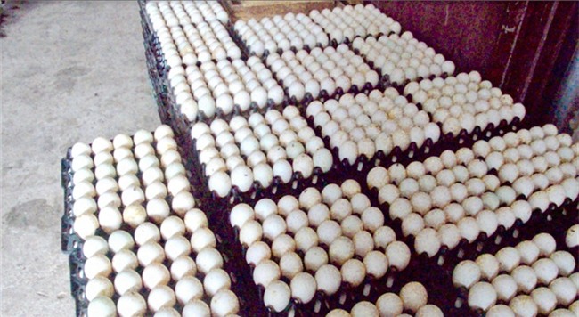 tỷ phú nông dân, nuôi vịt, trứng vịt