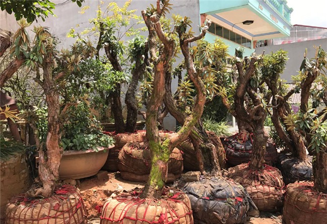 hoa đỗ quyên, cây cảnh độc lạ, cây cảnh tiền tỷ, thú chơi cây cảnh