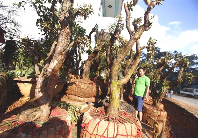 hoa đỗ quyên, cây cảnh độc lạ, cây cảnh tiền tỷ, thú chơi cây cảnh