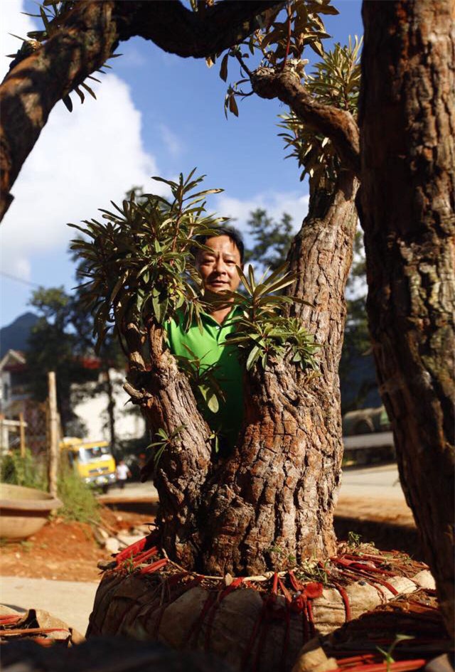 hoa đỗ quyên, cây cảnh độc lạ, cây cảnh tiền tỷ, thú chơi cây cảnh