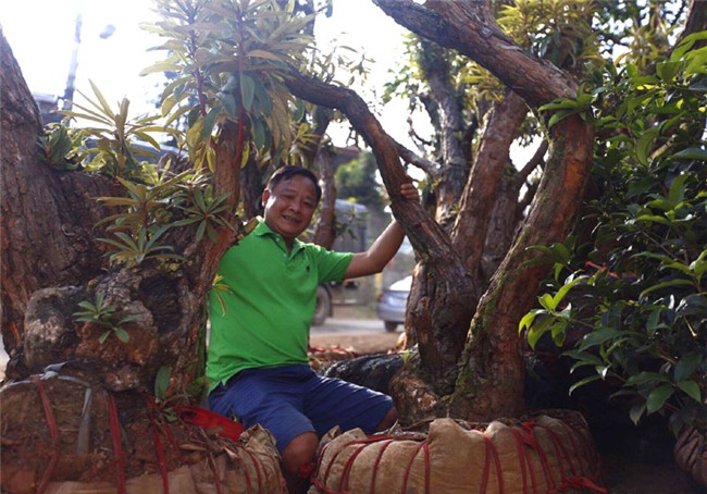 hoa đỗ quyên, cây cảnh độc lạ, cây cảnh tiền tỷ, thú chơi cây cảnh