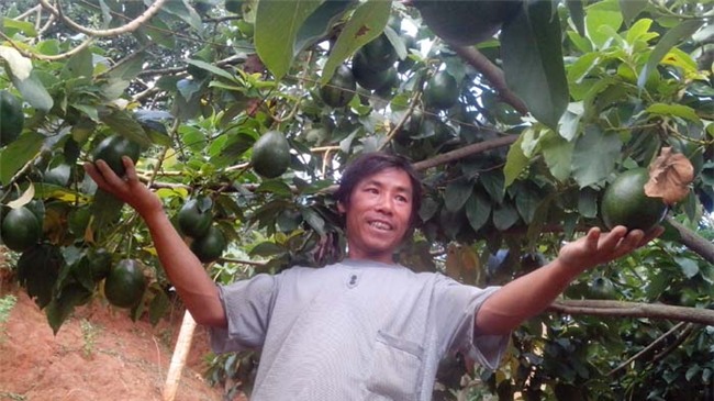 vao mua bo sap moc chau beo ngay, gia cao, ban chay veo veo hinh anh 1