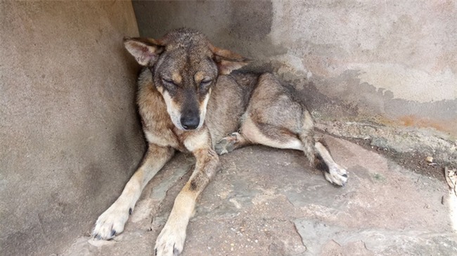 Xúc động chú chó không chịu ăn uống suốt gần 2 tháng từ ngày chủ mất - Ảnh 1.