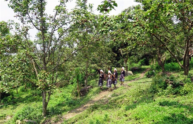 nghi le, vua du lich vua hai le o khu vuon triu qua cao tren 1.000m hinh anh 2