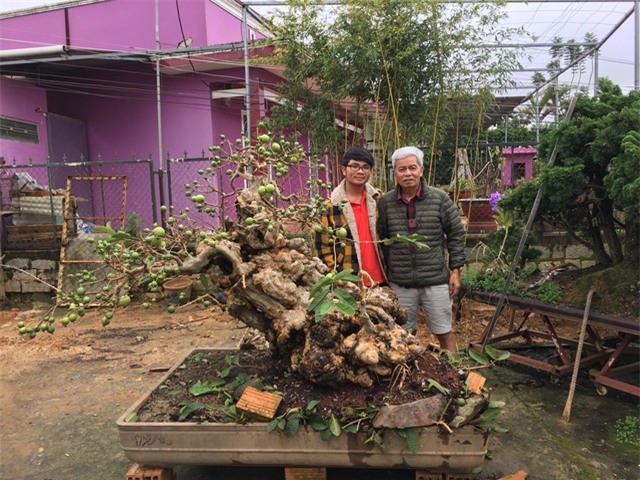 siêu cây tiền tỷ, cây cổ thụ, cây cảnh tiền tỷ, cây cảnh