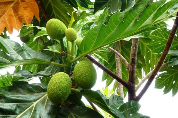 co gai khoc vi bi "lua mua mit", dan mang xem anh lai khen "qua nay cuc ngon" - 8