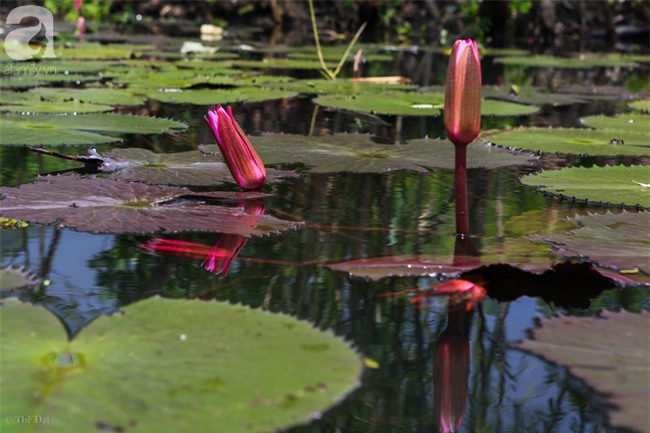 Không cần đi đâu xa, tới chùa Hương ngắm hoa súng đầu mùa đẹp như trong tranh - Ảnh 3.