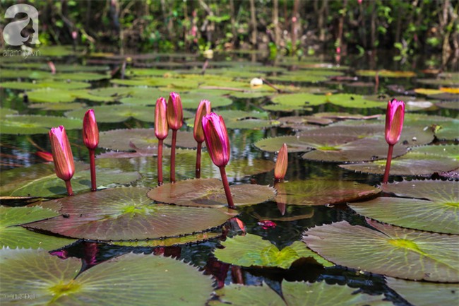 Không cần đi đâu xa, tới chùa Hương ngắm hoa súng đầu mùa đẹp như trong tranh - Ảnh 4.