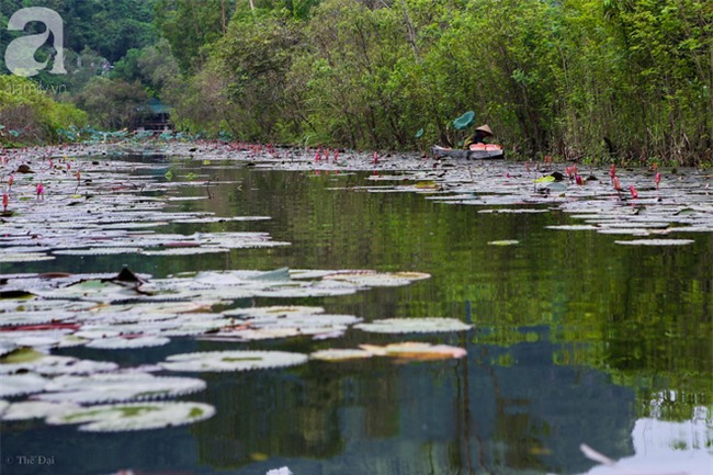 Không cần đi đâu xa, tới chùa Hương ngắm hoa súng đầu mùa đẹp như trong tranh - Ảnh 7.