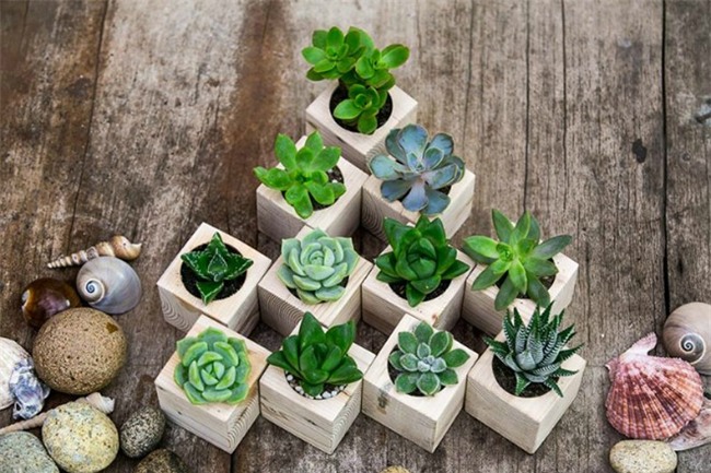 trong cay sen da: vua de song, dep nha lai ruoc day may man tai loc - 4