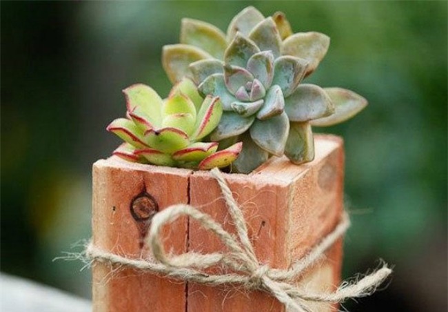 trong cay sen da: vua de song, dep nha lai ruoc day may man tai loc - 5