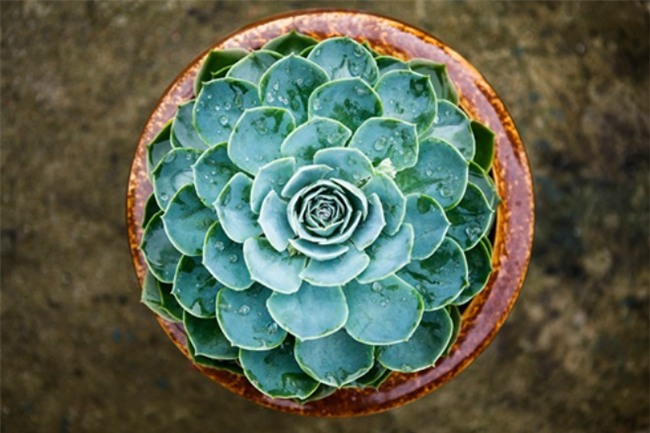 trong cay sen da: vua de song, dep nha lai ruoc day may man tai loc - 7