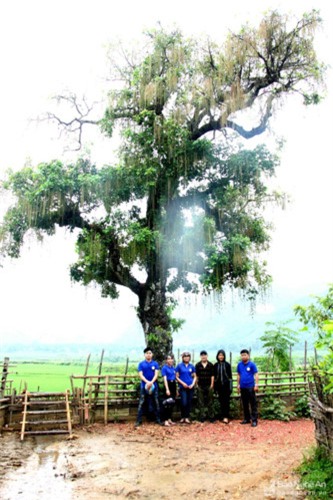 cây lộc vừng, cây cổ thụ