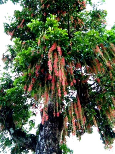 cây lộc vừng, cây cổ thụ
