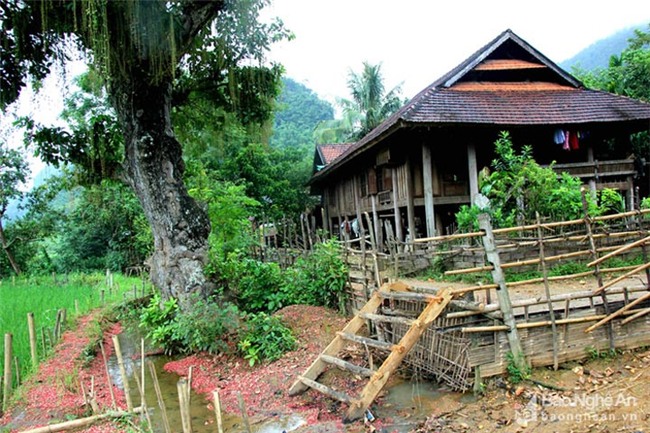 cây lộc vừng, cây cổ thụ