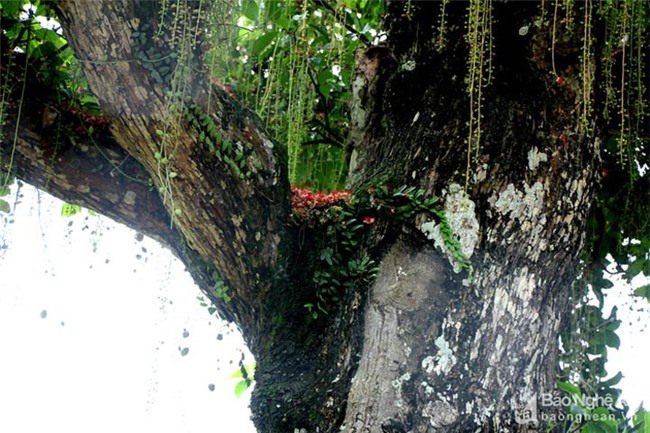 cây lộc vừng, cây cổ thụ