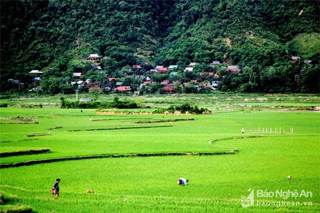 cây lộc vừng, cây cổ thụ