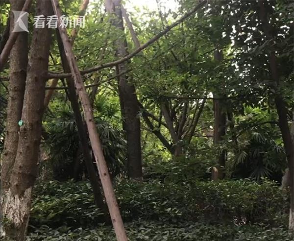 Bé gái 8 tuổi nhảy từ tầng 21 xuống tự tử vì người nhà không cho xem tivi - Ảnh 1.