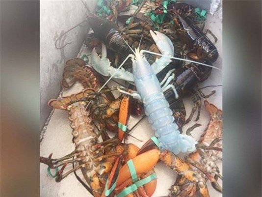 Bắt được tôm hùm trắng như pha lê, cực kỳ hiếm ở Mỹ - 1