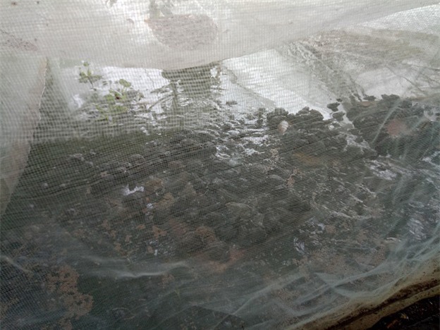 tỷ phú nông dân, nuôi ếch