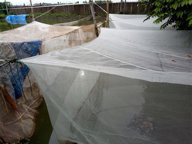 tỷ phú nông dân, nuôi ếch