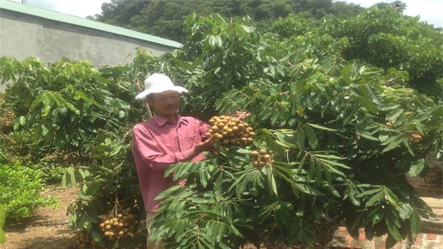 thu gan 700 trieu/nam nho cach lam hay-cho 4 loai cay chung 1 