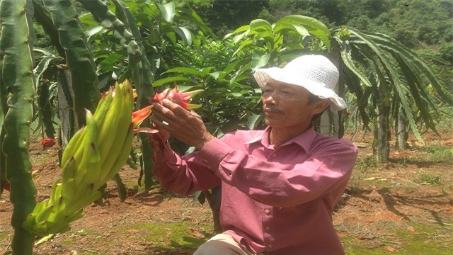 thu gan 700 trieu/nam nho cach lam hay-cho 4 loai cay chung 1 