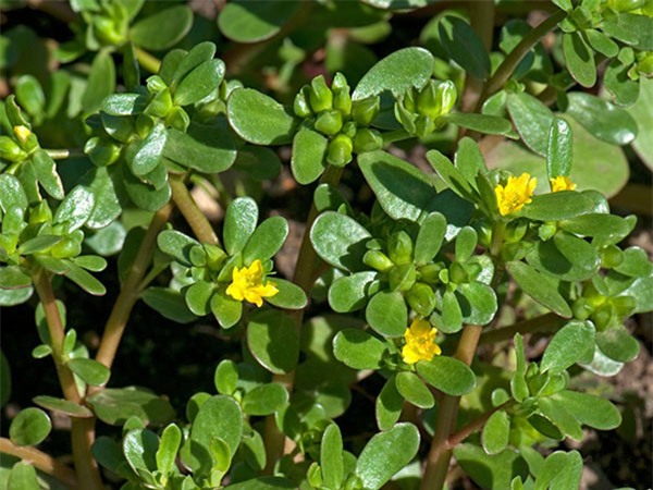 loai rau truong tho the gioi san lung nhung moc day o viet nam, ai cung nen an mot lan - 2