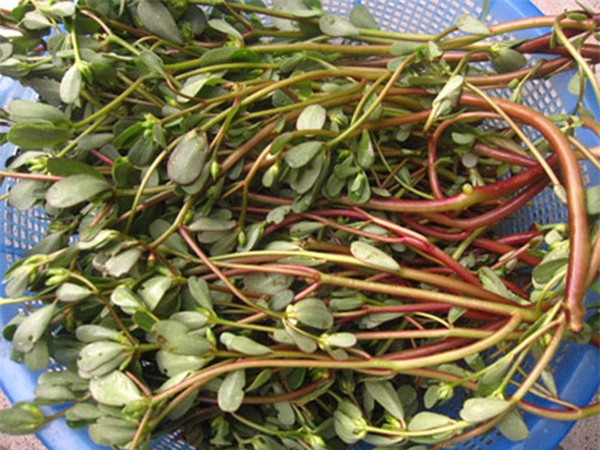 loai rau truong tho the gioi san lung nhung moc day o viet nam, ai cung nen an mot lan - 3